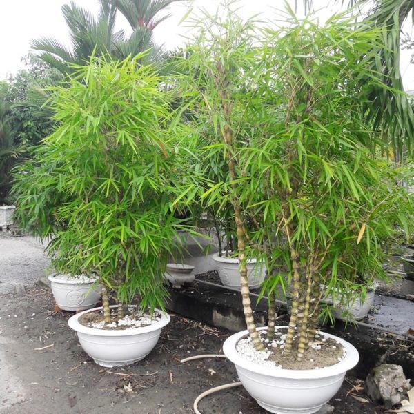trúc bụng phật