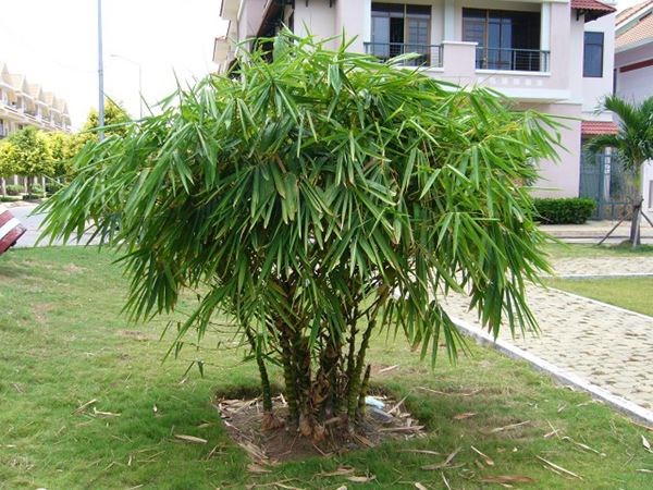 trúc bụng phật