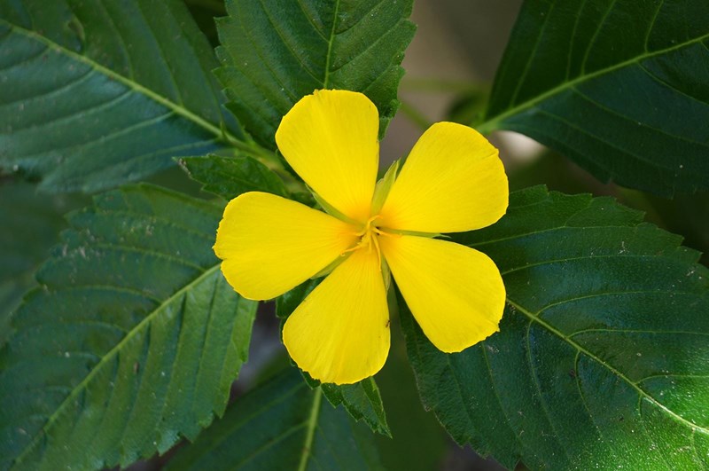 cây đông hầu