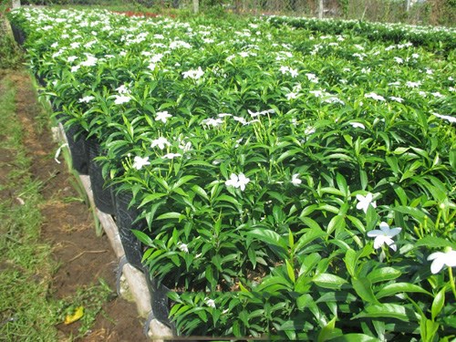 mai vạn phúc