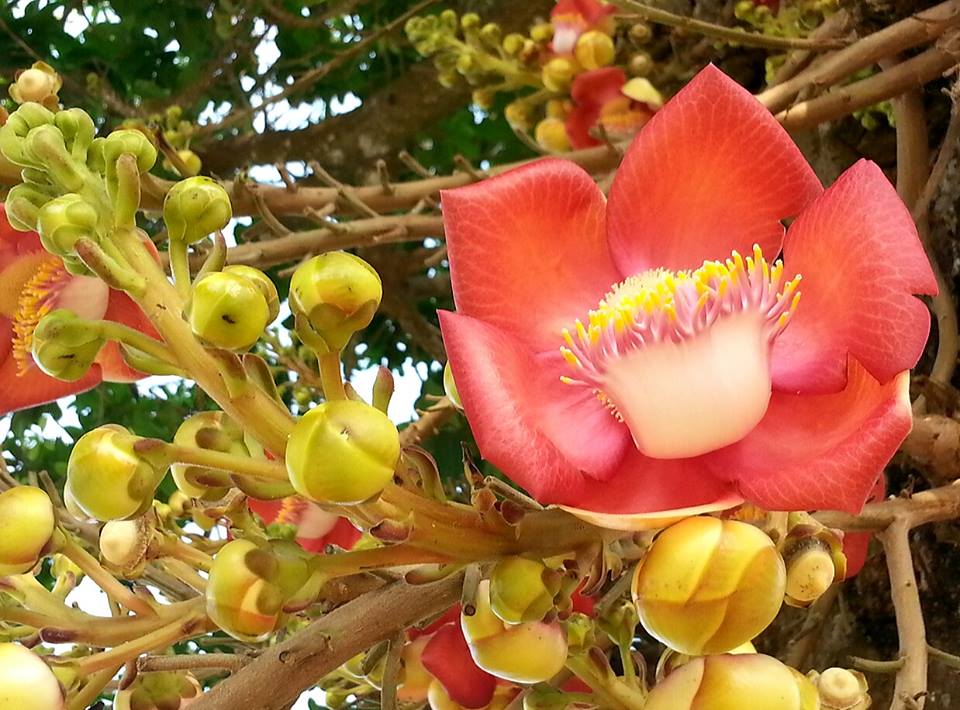 Phân biệt hoa Sala, hoa Vô Ưu và hoa Kỳ Lân