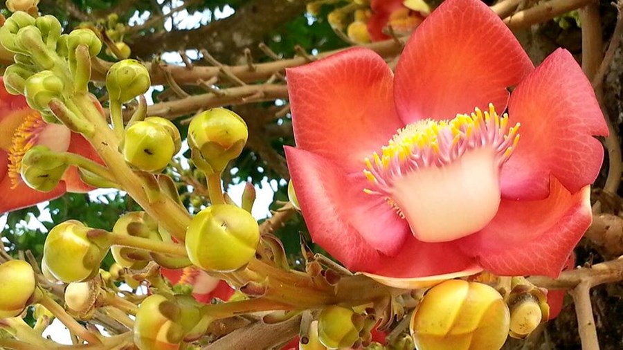 Phân biệt hoa Sala, hoa Vô Ưu và hoa Kỳ Lân