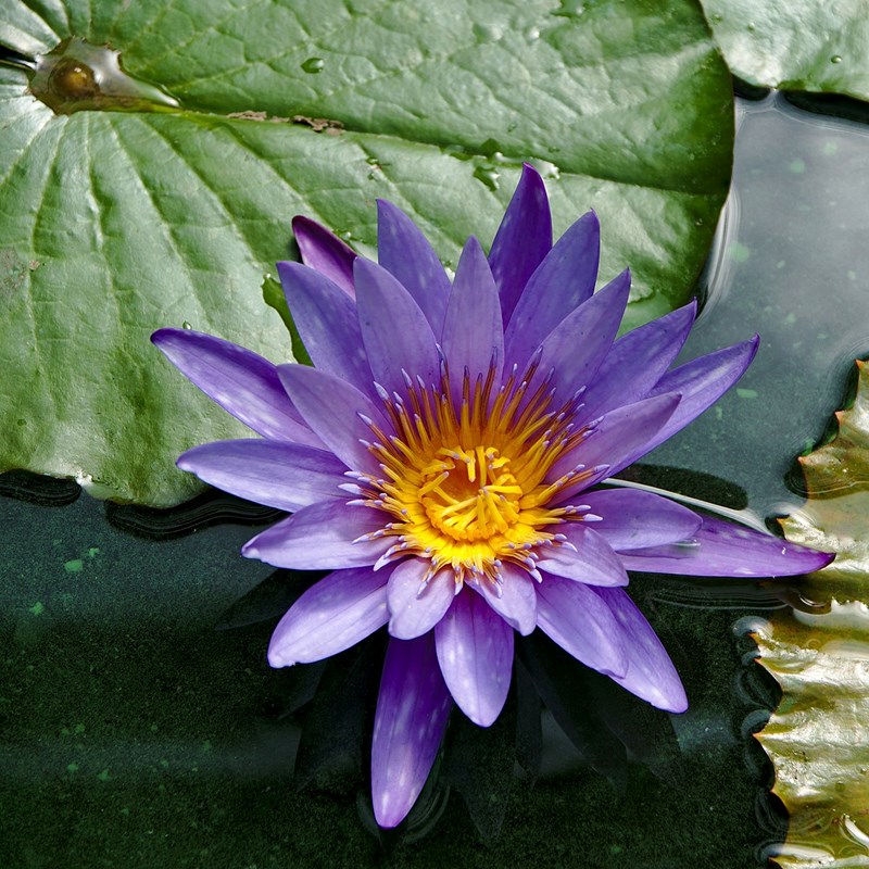 súng