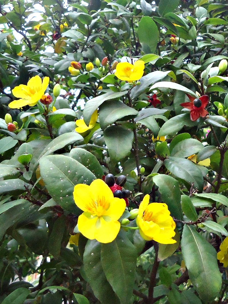 mai tứ quý