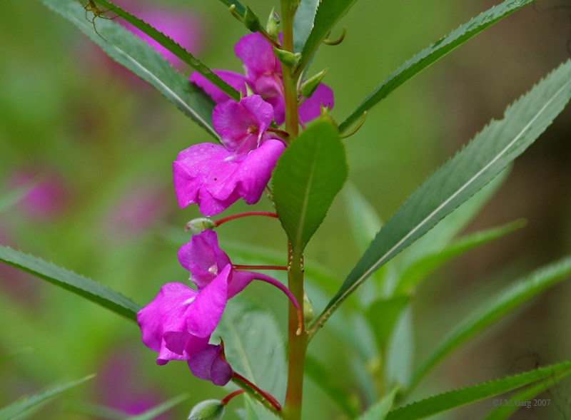 móng tay