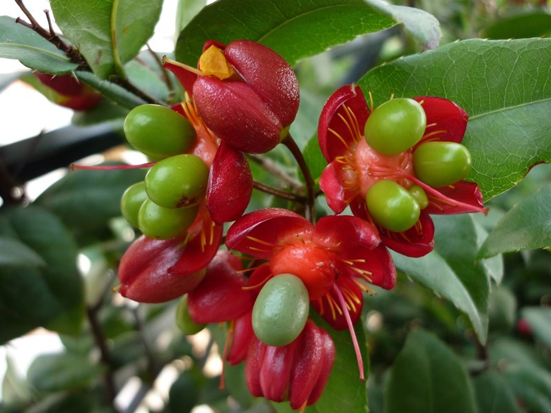 mai tứ quý