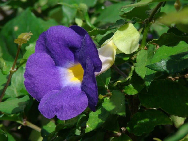 cát đằng đứng