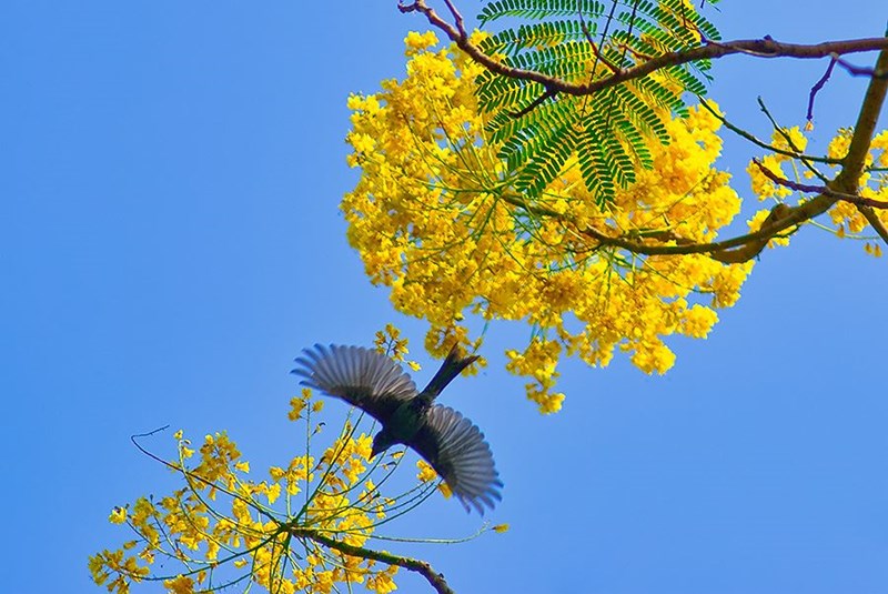 phượng vàng