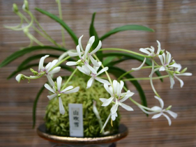 lan vanda falcata