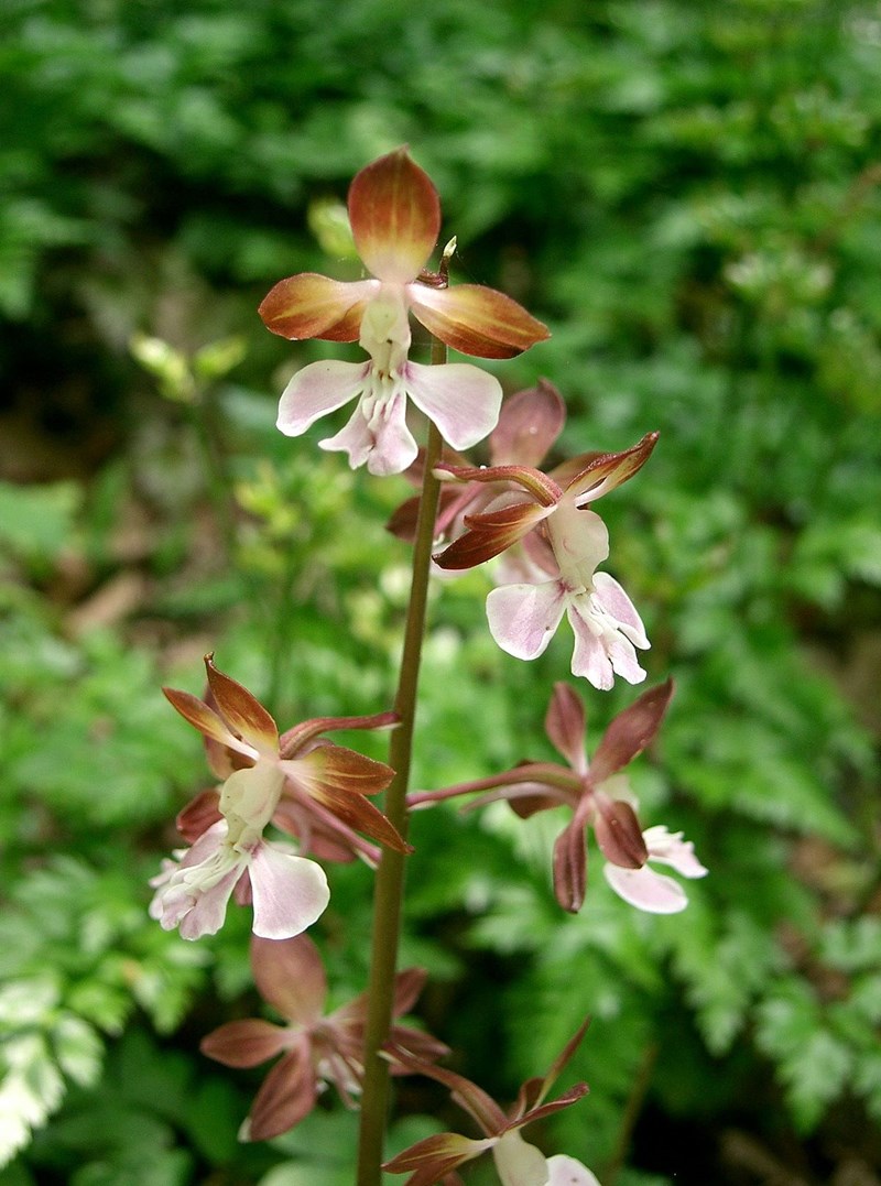 lan calanthe discolor