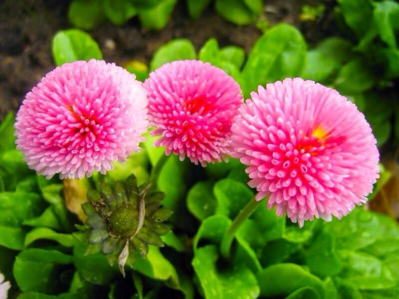 cúc bellis perennis