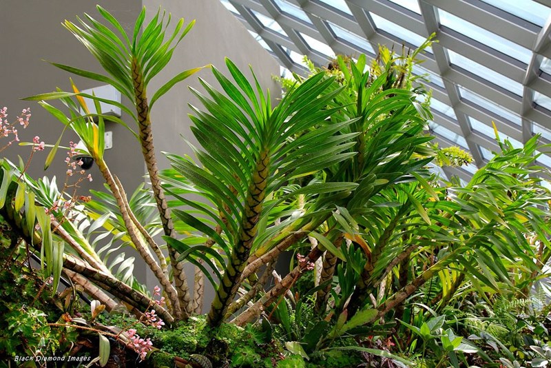 lan grammatophyllum