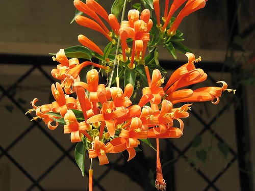 rạng đông