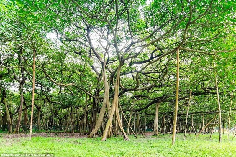 đa cổ thụ