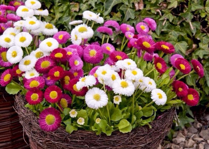 cúc bellis perennis
