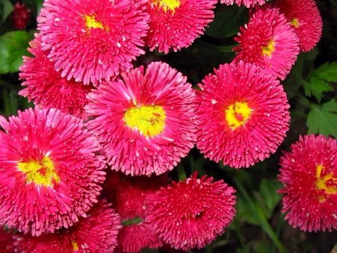 cúc bellis perennis
