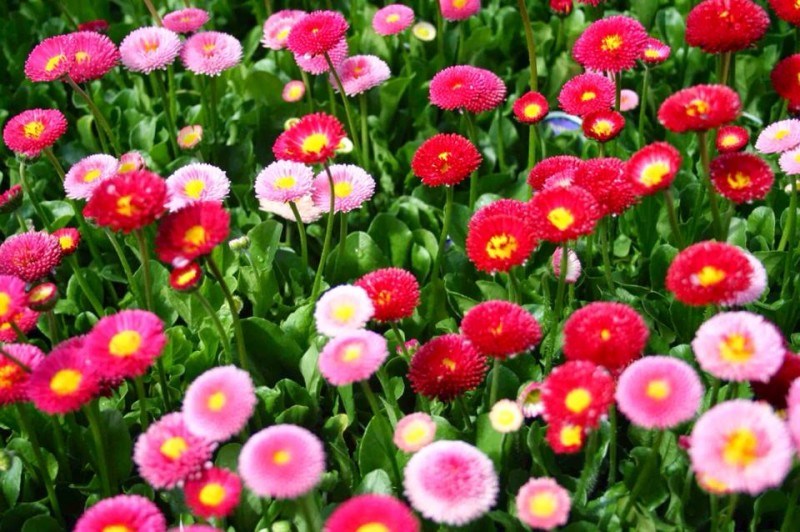 cúc bellis perennis