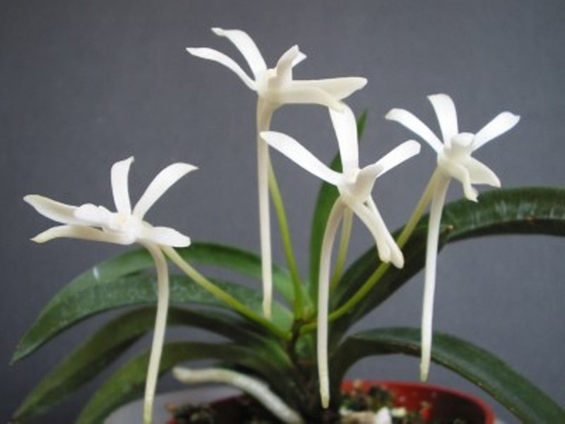 lan vanda falcata