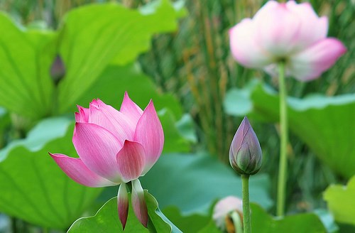 Hoa sen - Biểu tượng Văn hóa Việt
