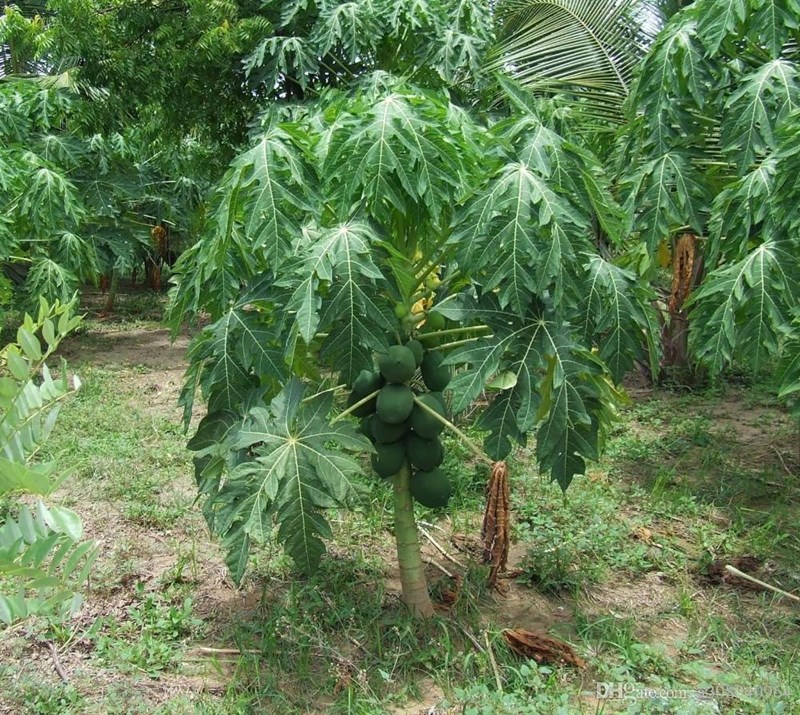 đu đủ