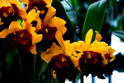 cát lan / lan cattleya labiata