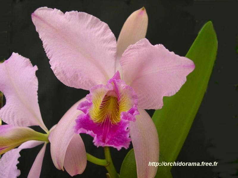 cát lan / lan cattleya labiata