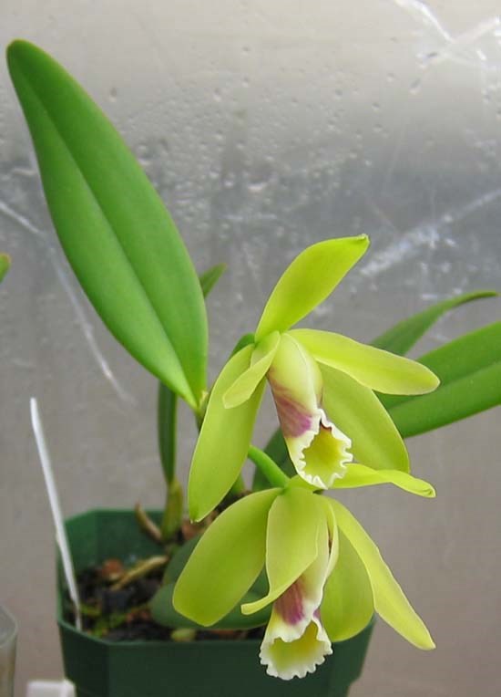 cát lan / lan cattleya labiata