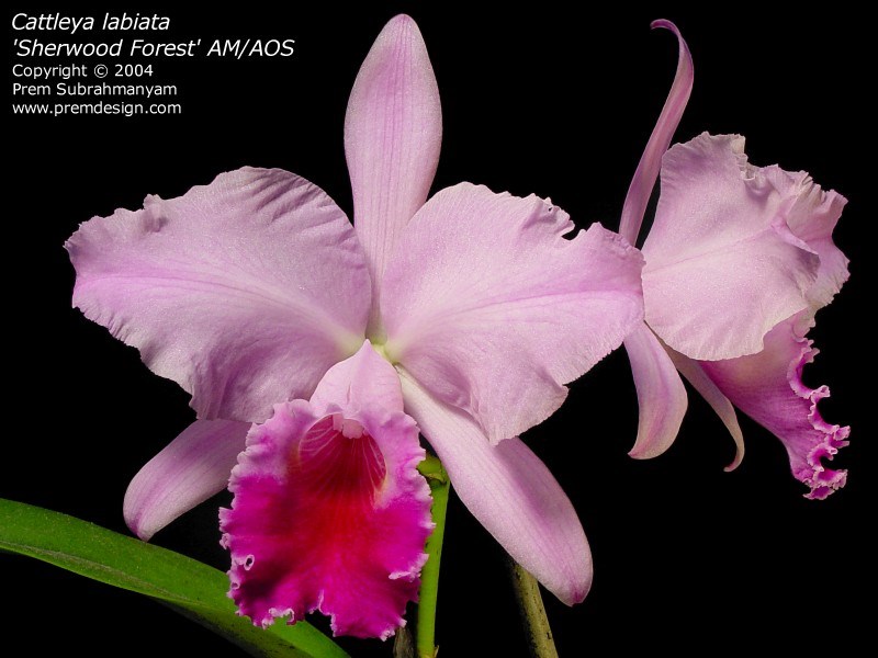cát lan / lan cattleya labiata