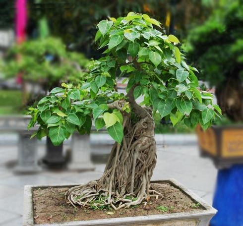 bồ đề (bonsai)