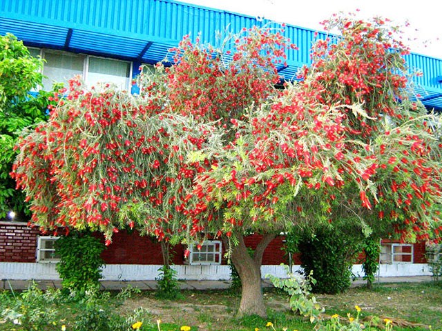 tràm bông đỏ