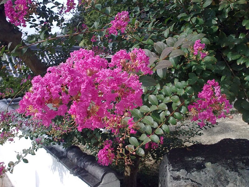 tử vi