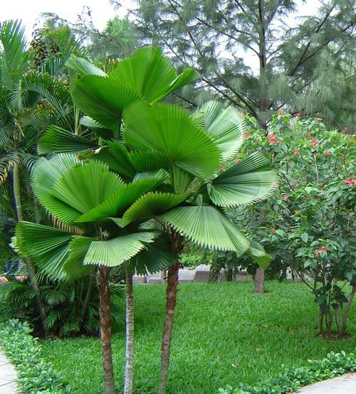 kè nhật