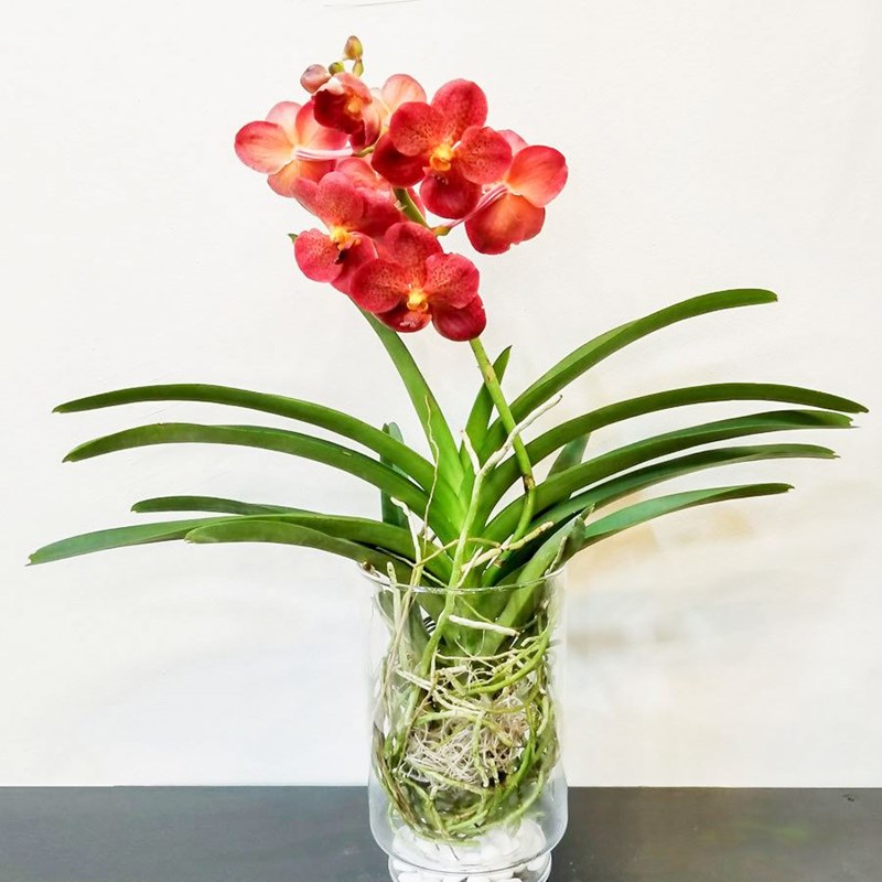 lan vanda
