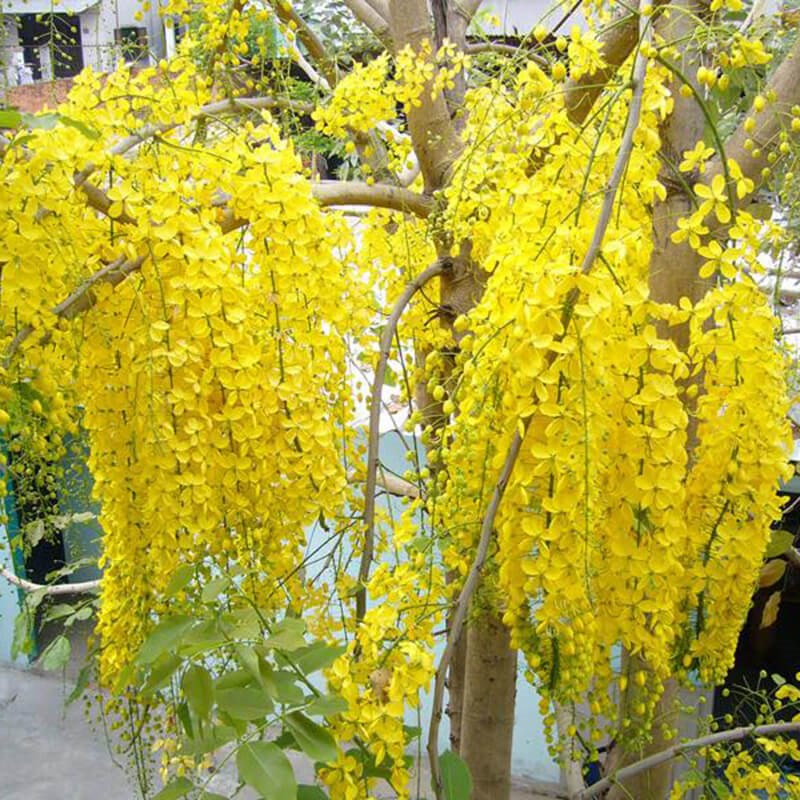 muồng hoàng yến