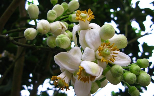 bưởi
