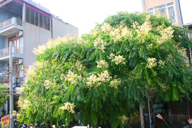 dâu da xoan