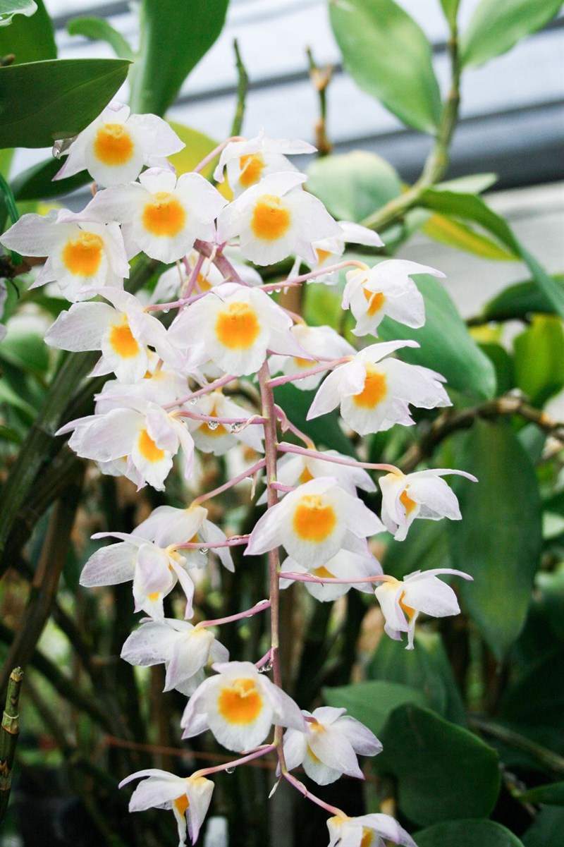 lan hoàng thảo