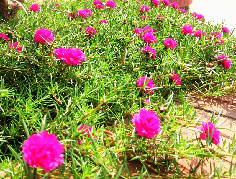 hoa mười giờ