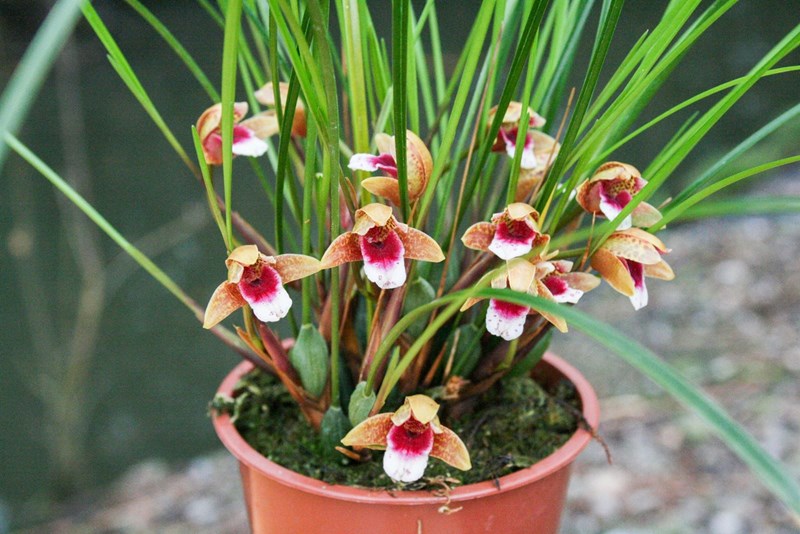 lan maxillaria