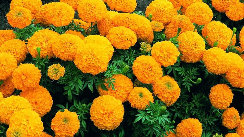 cúc vạn thọ