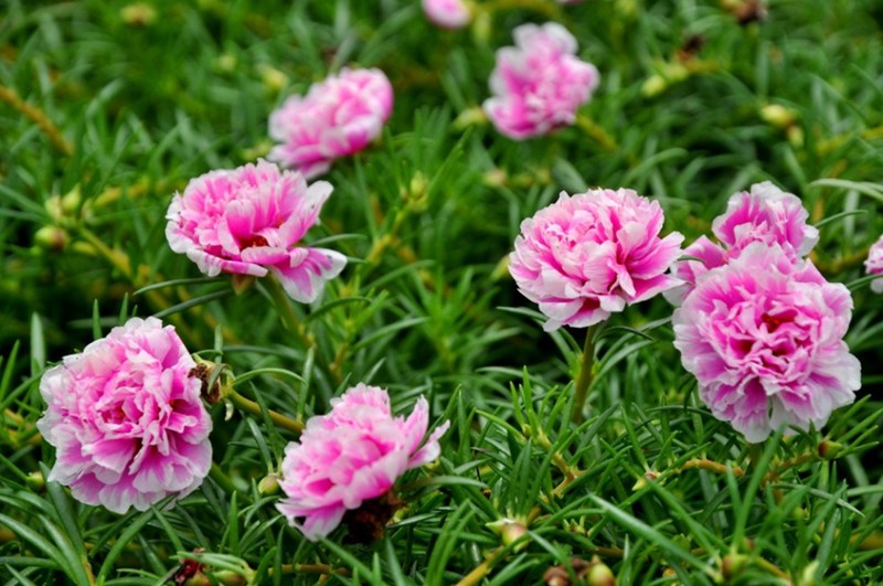 hoa mười giờ