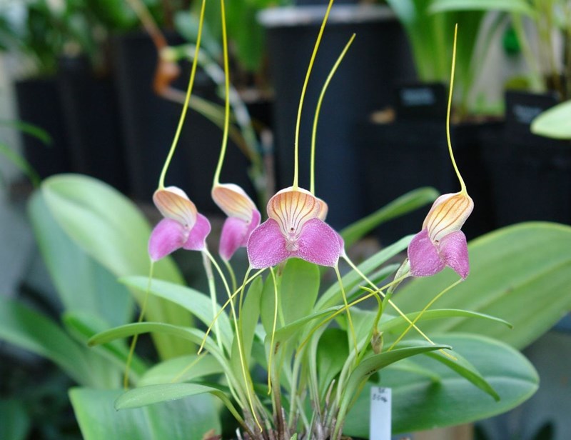 lan masdevallia