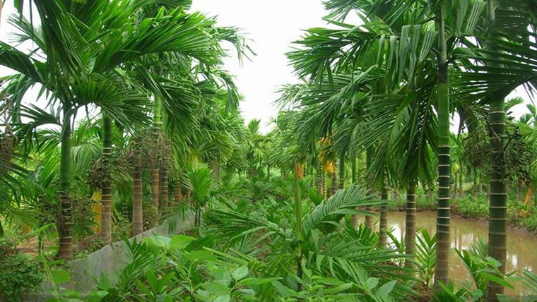 Giải đáp đắn đo: Phong thủy cây xanh trước nhà nên trồng cây gì ?
