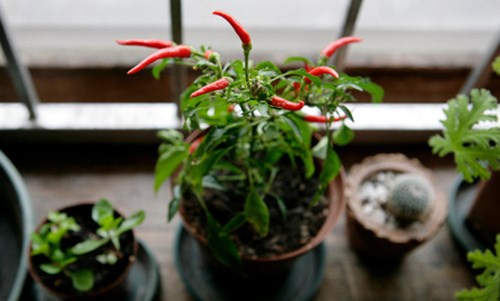 Cây trồng gia vị, rau, củ, quả liệu có thể trồng để trang trí cho cảnh quan?