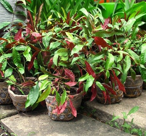dị liễu