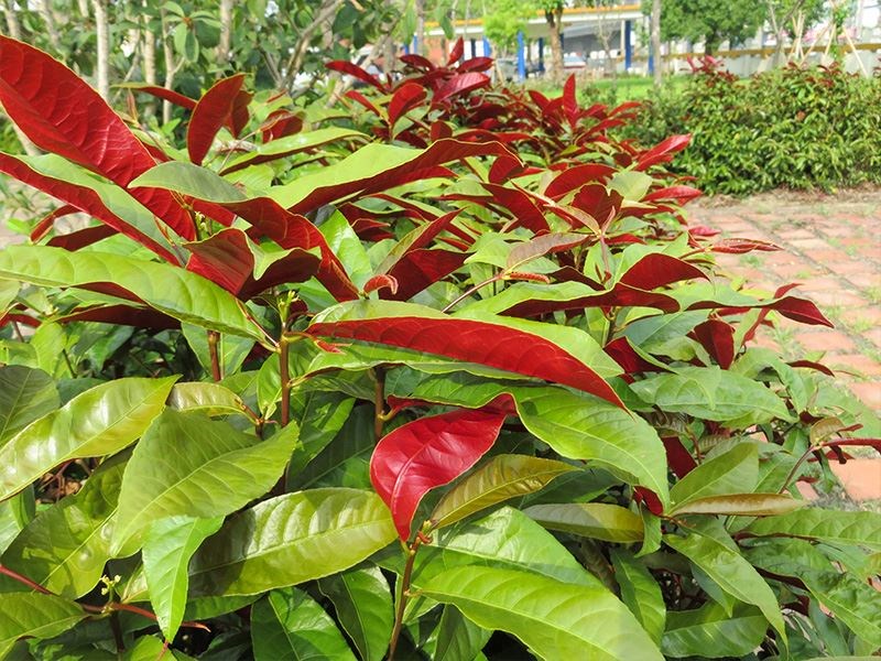 dị liễu