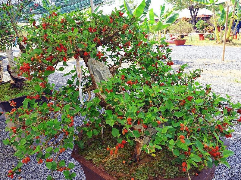 dâu tằm