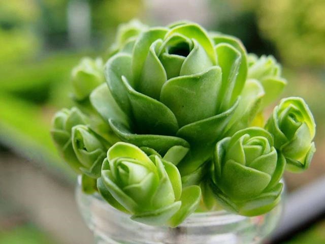 Hoa đẹp độc đáo, thú chơi hoa mới của người việt