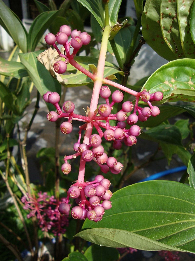 hòn ngọc viễn đông