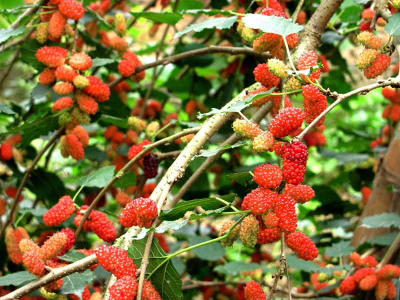 dâu tằm